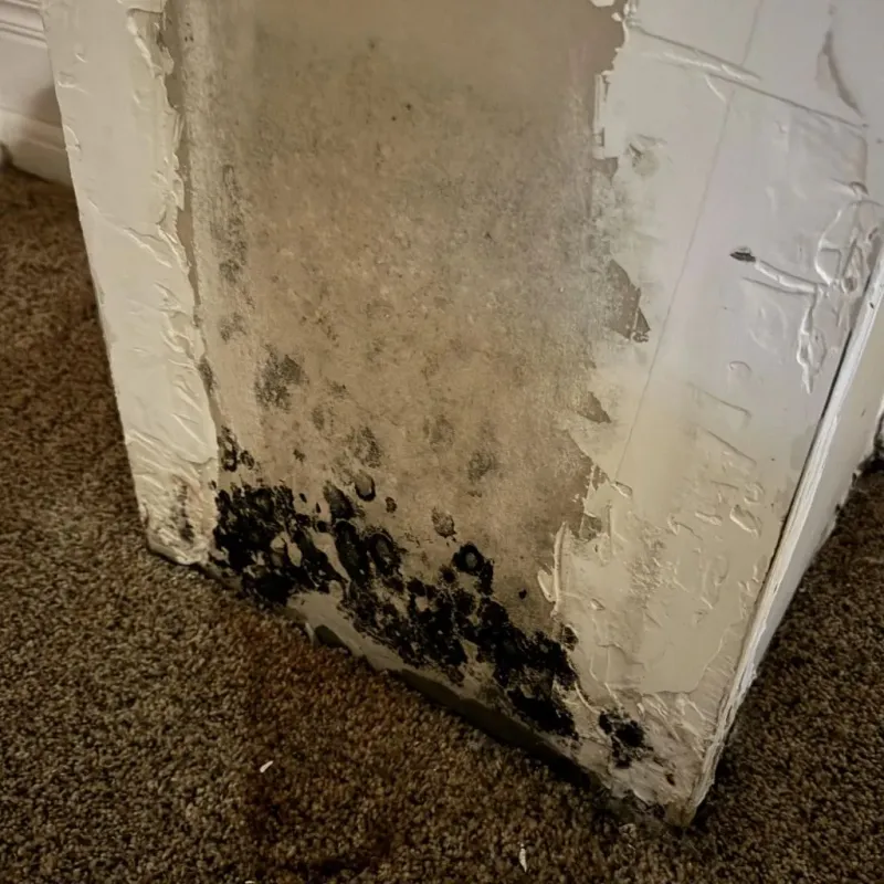 Professional Mold Removal in Owen County, KY